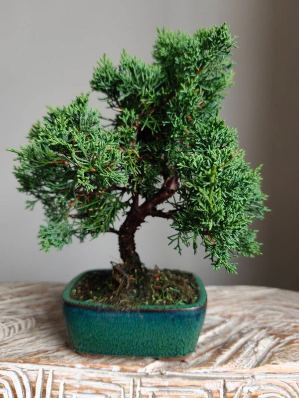 Juniperus Chinensis Kyushu Bonsai