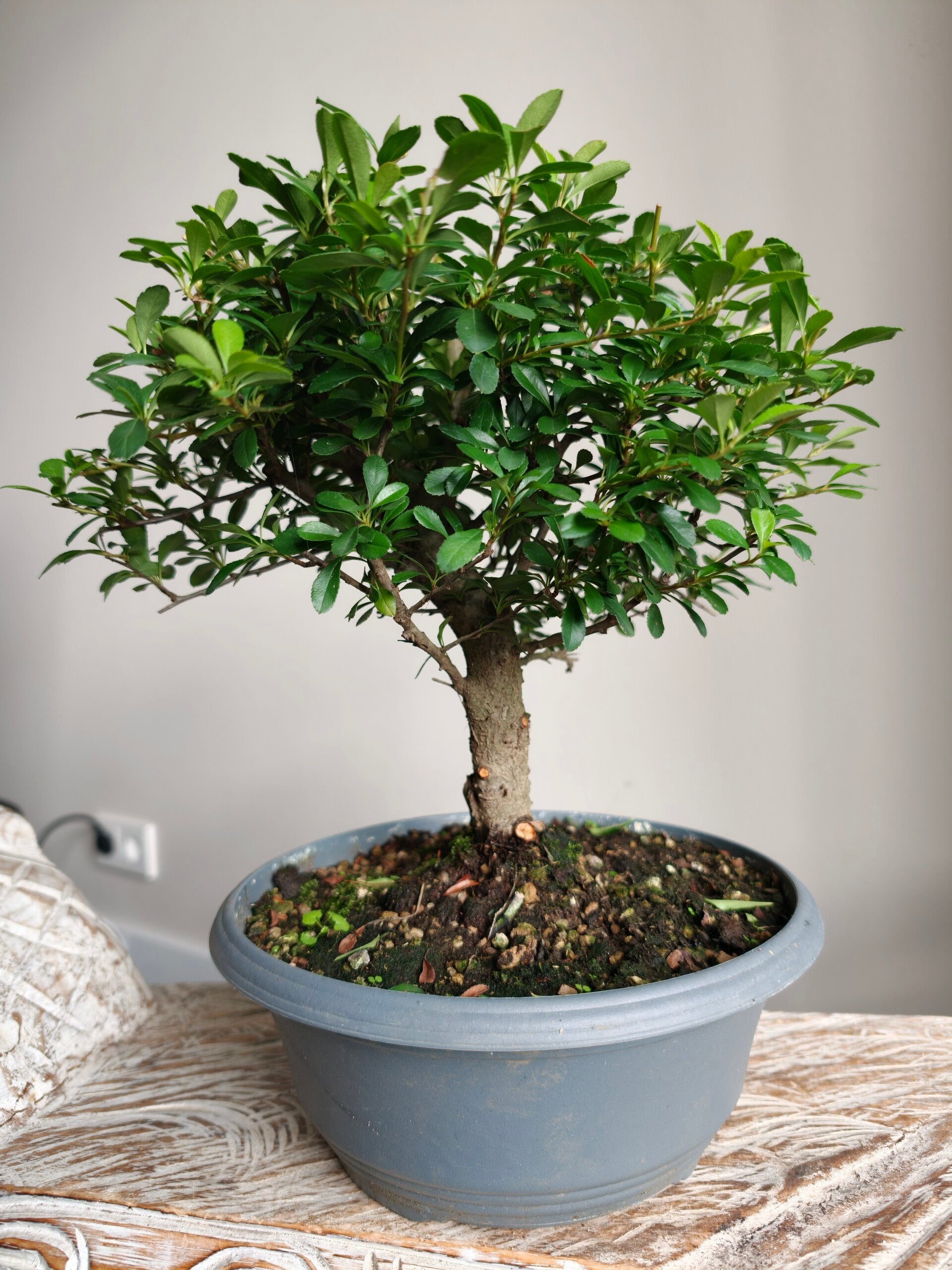 Pyracantha Bonsai