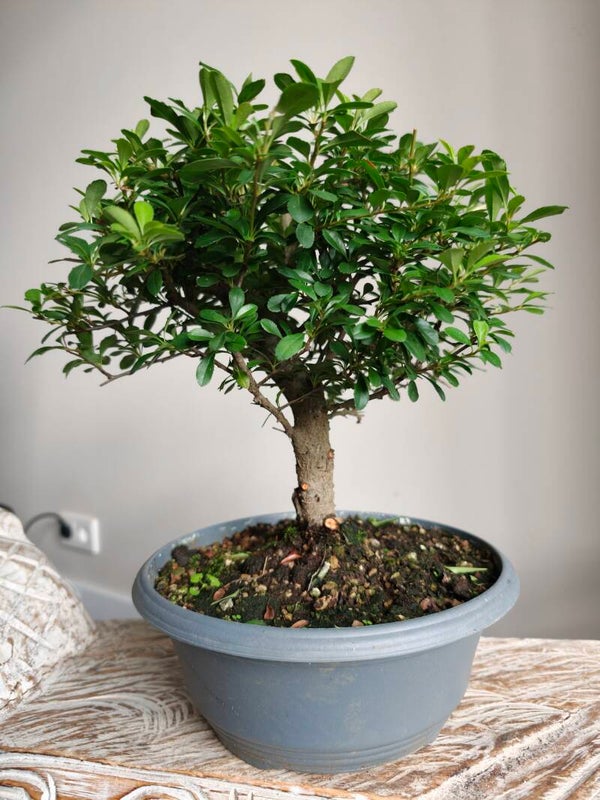 Pyracantha Bonsai