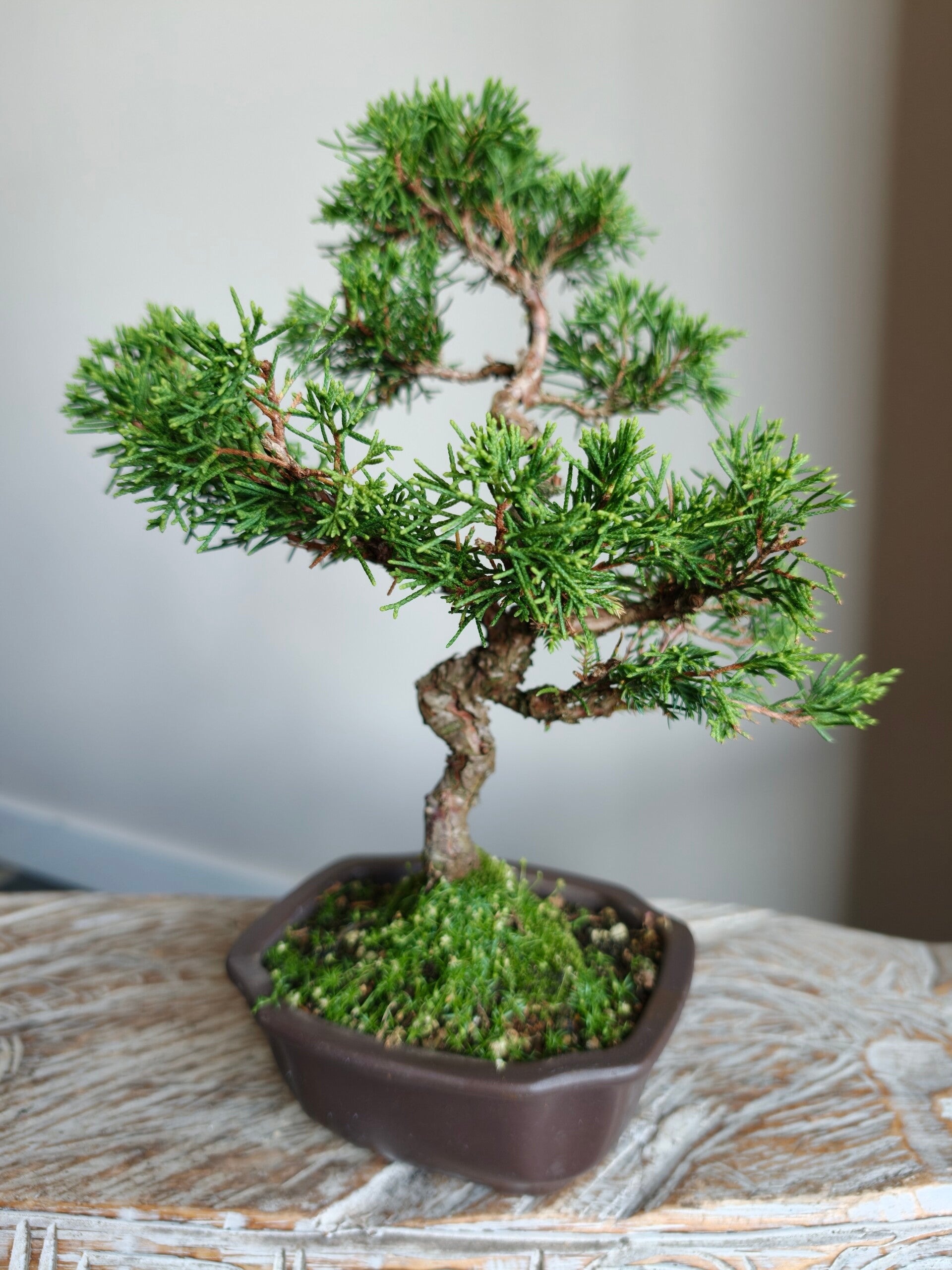 Juniperus Chinensis Bonsai