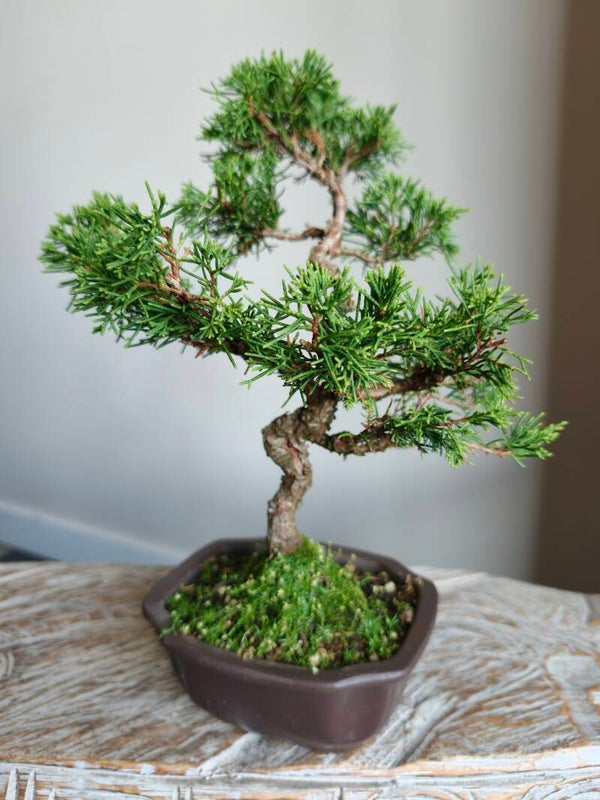 Juniperus Chinensis Bonsai
