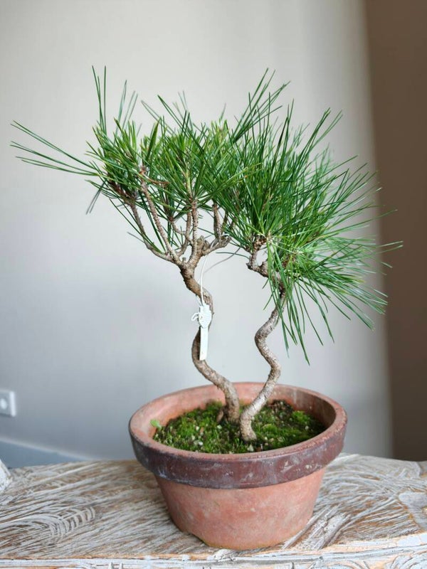 Pinus Thunbergii Bonsai