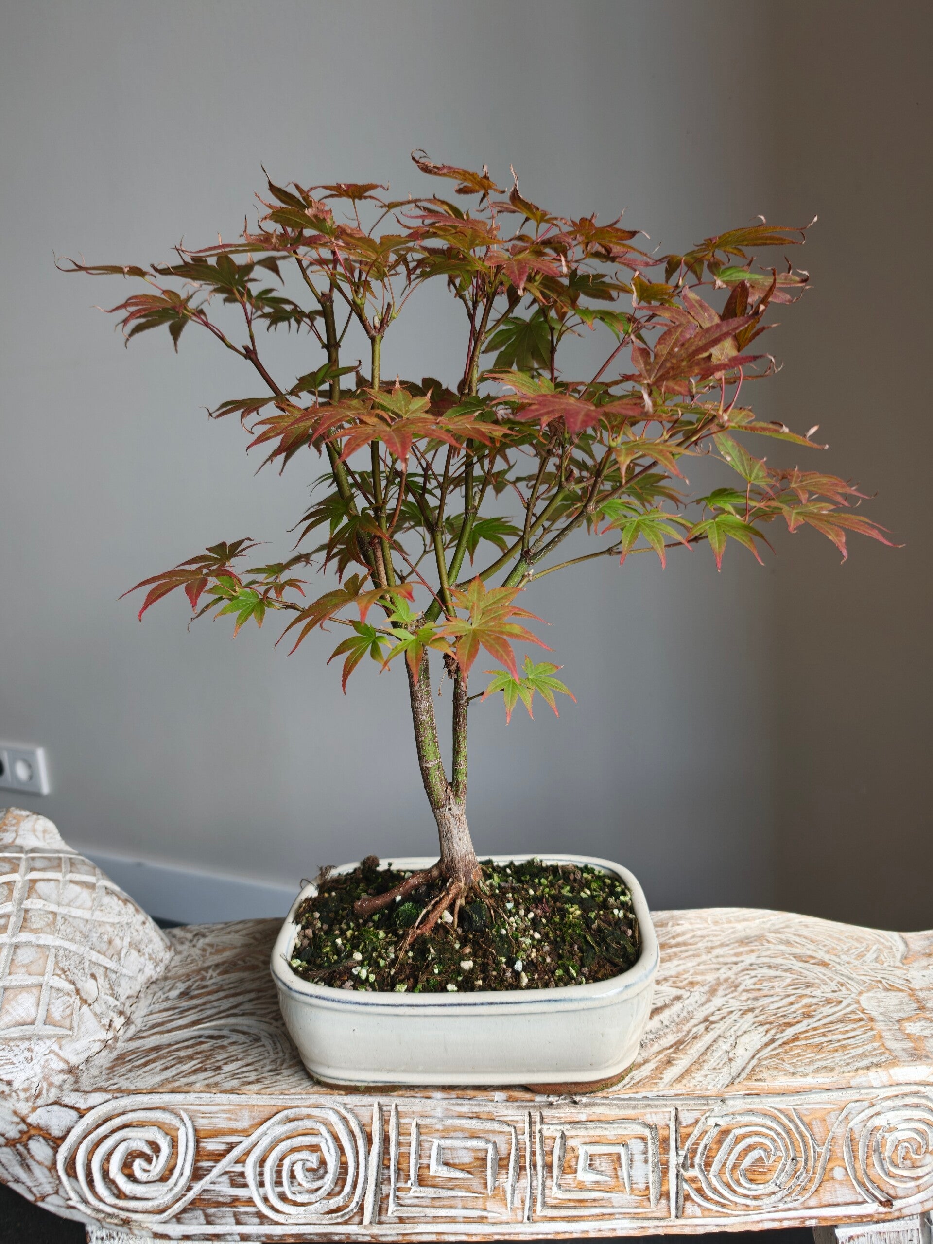 Acer Japanse Esdoorn Atropurpureum Bonsai