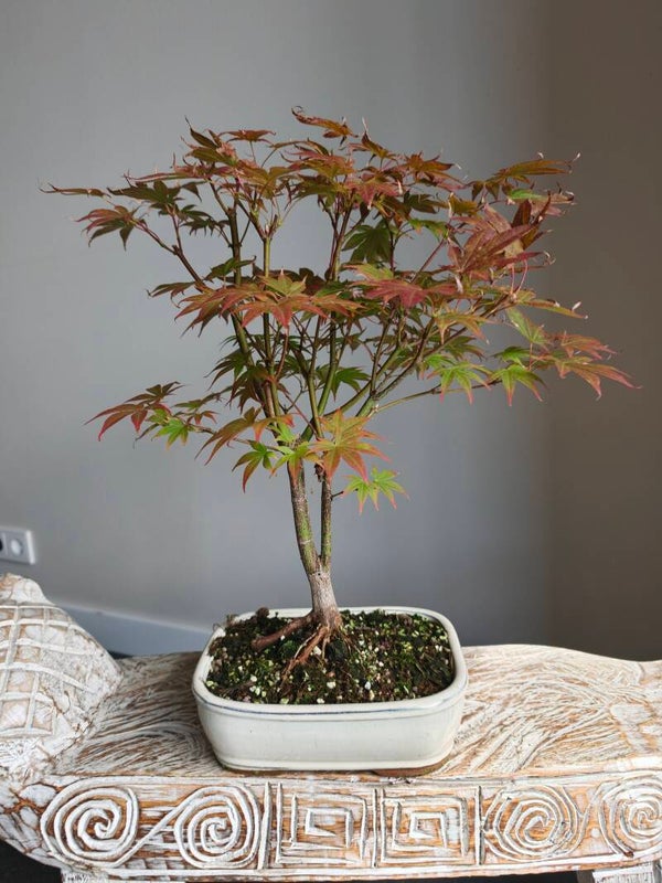 Acer Japanse Esdoorn Atropurpureum Bonsai