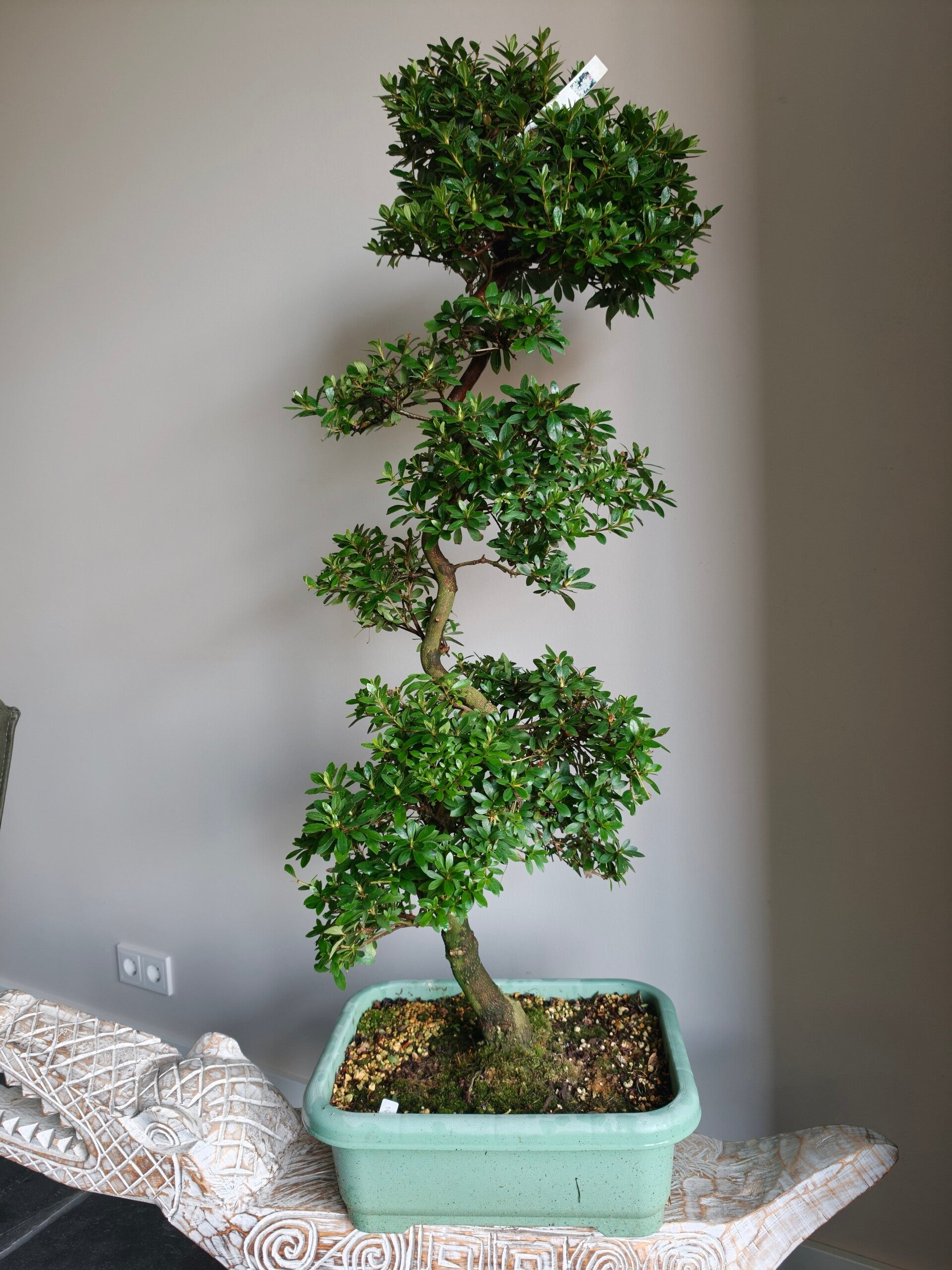 Satsuki Azalea Ruka Bonsai 110cm