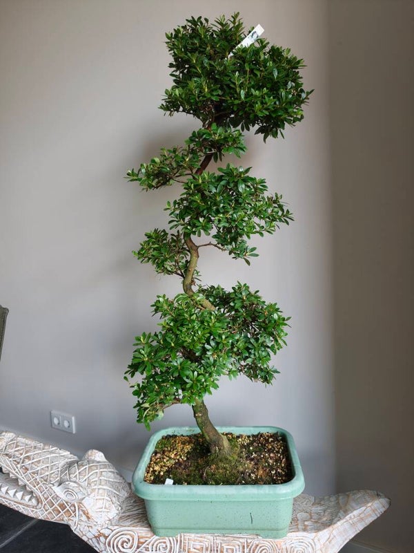 Satsuki Azalea Ruka Bonsai 110cm