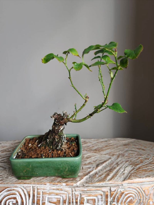 Rosa Kosa Bonsai