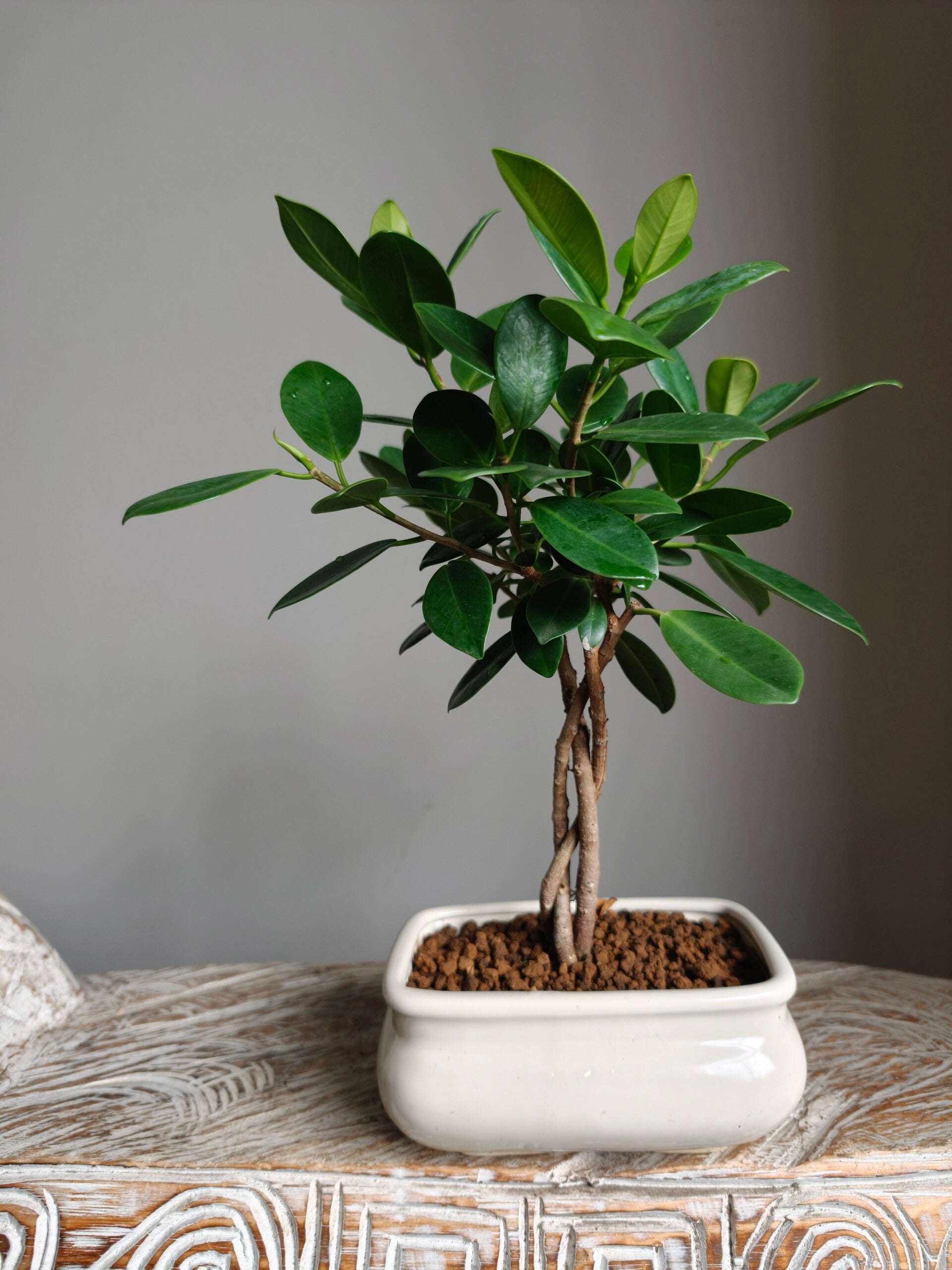 Ficus Microcarpa Bonsai