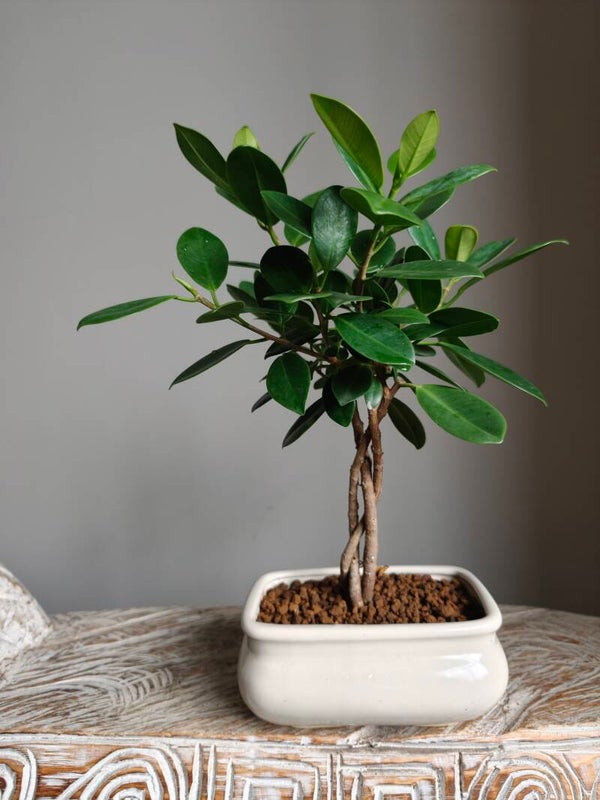 Ficus Microcarpa Bonsai