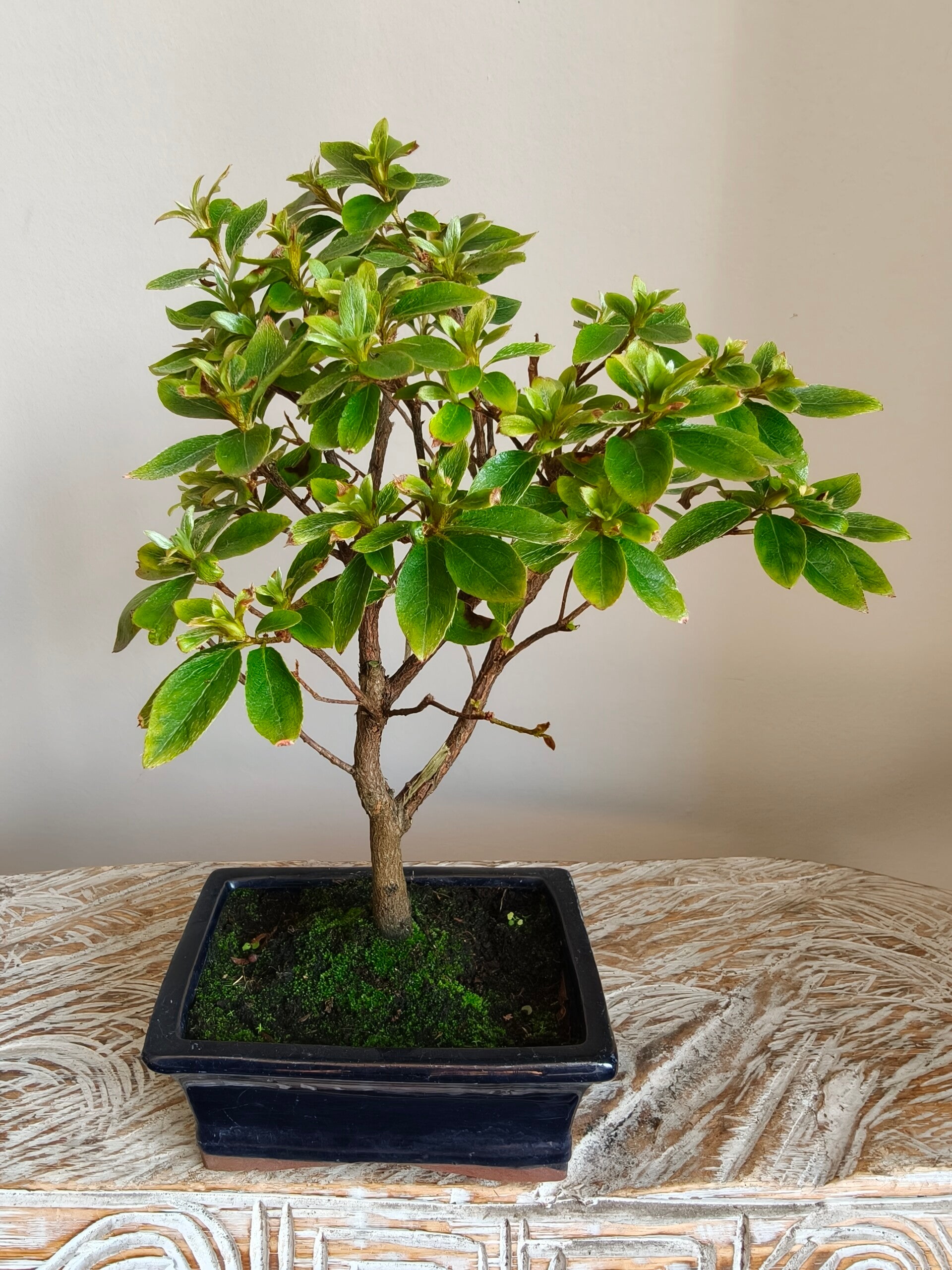 Azalea Bonsai