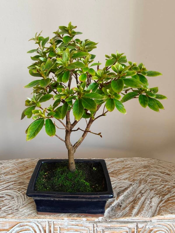 Azalea Bonsai