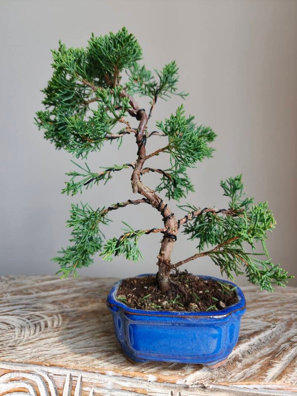 Juniperus Chinensis Kyushu Bonsai