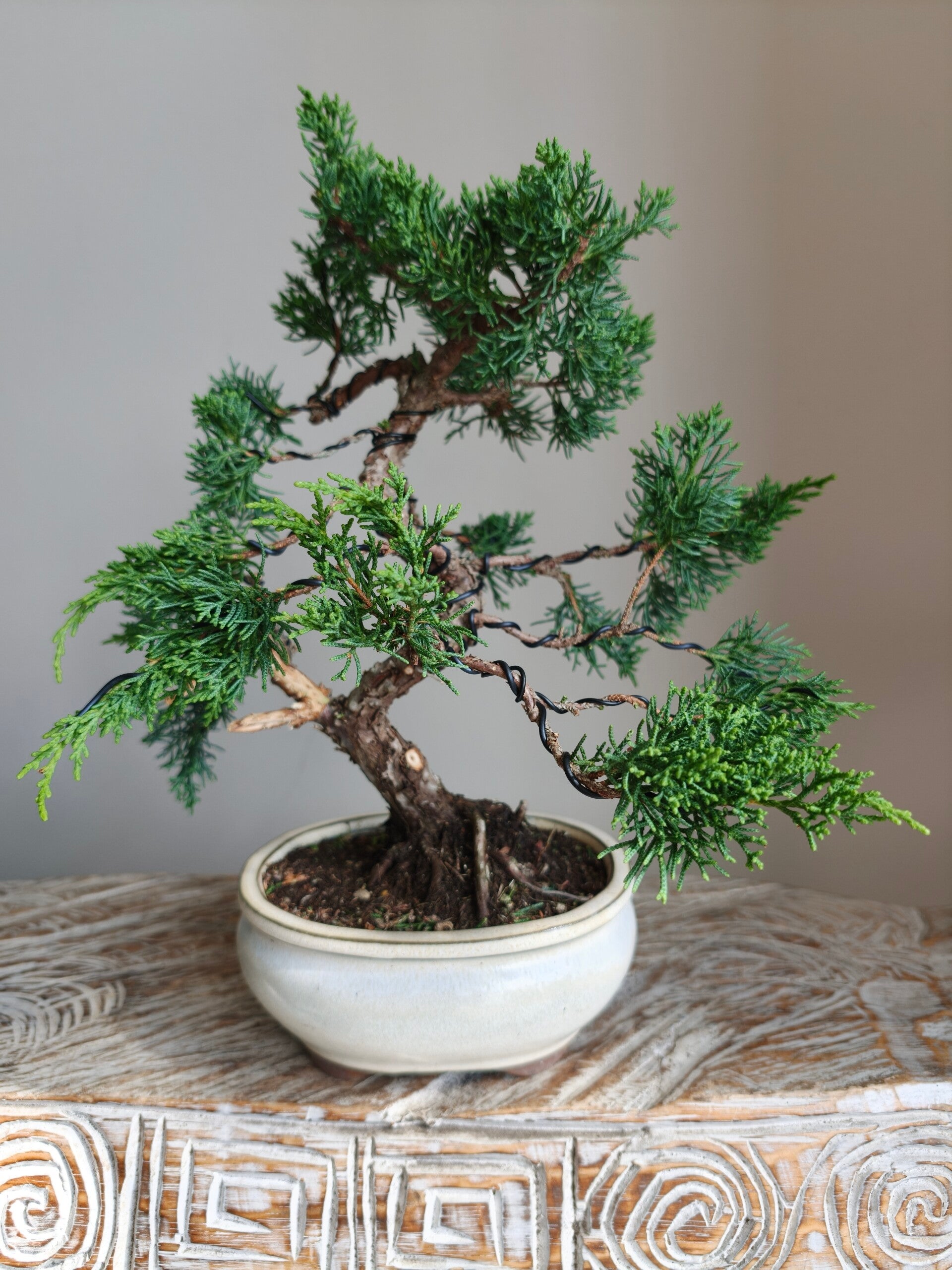 Juniperus Chinensis Kyushu Bonsai