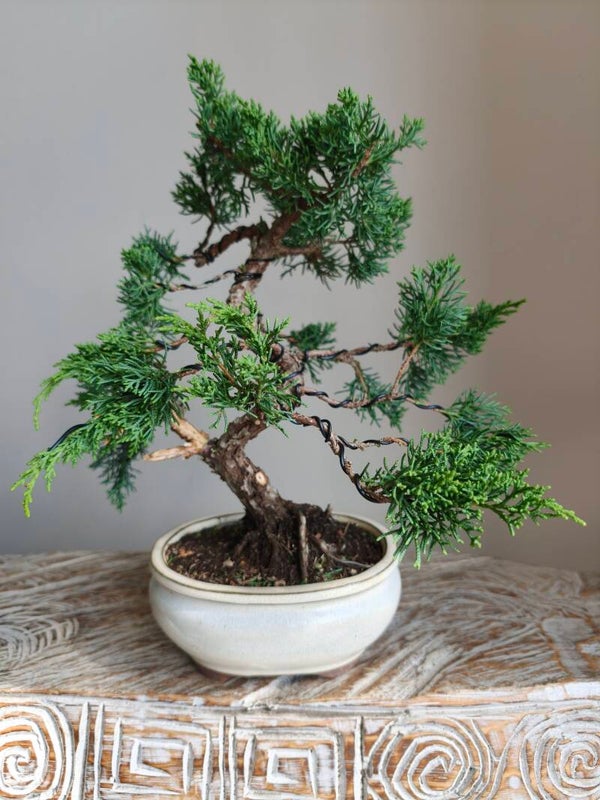 Juniperus Chinensis Kyushu Bonsai