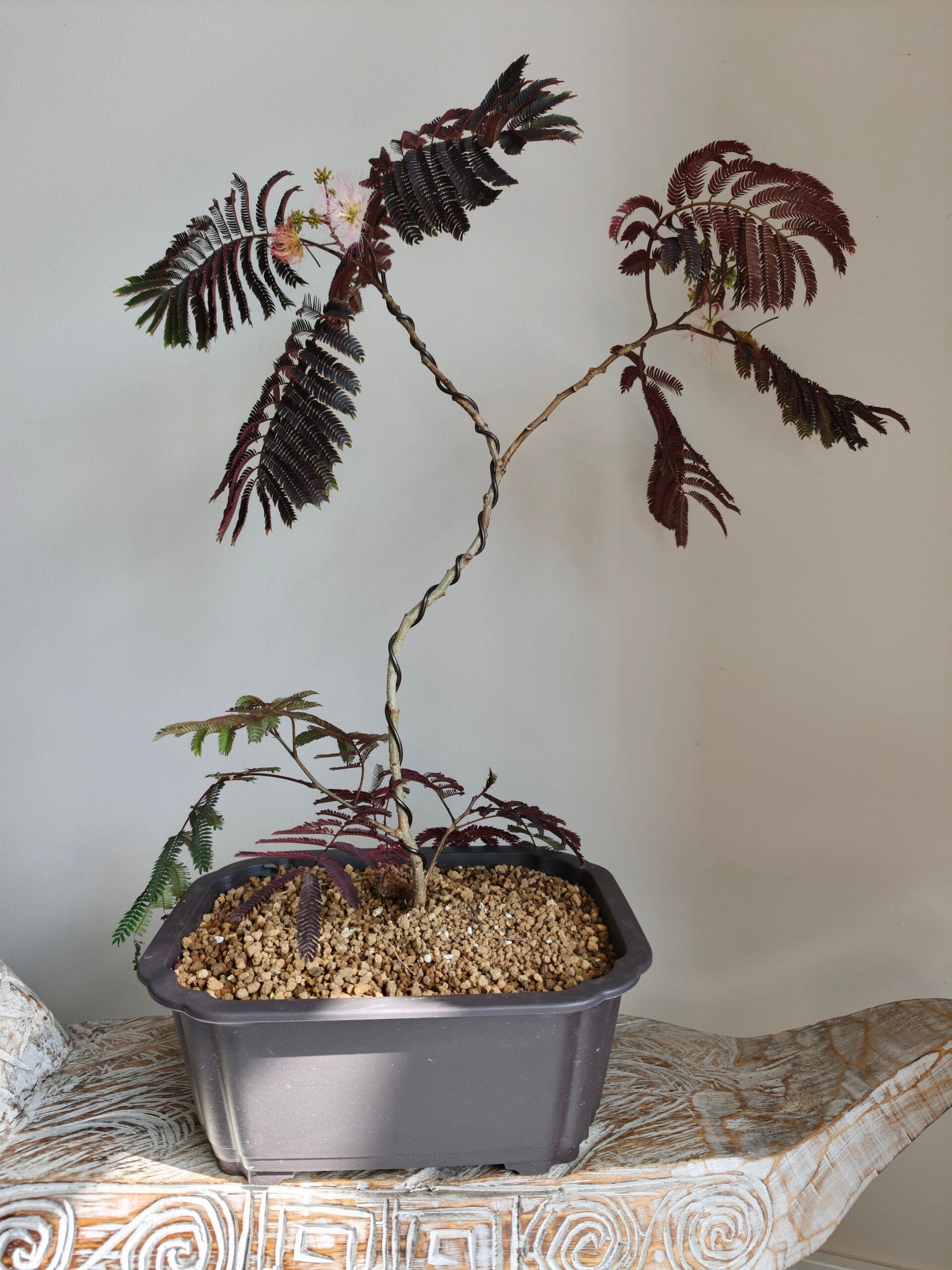 Albizia  Chocolate Fountain Bonsai