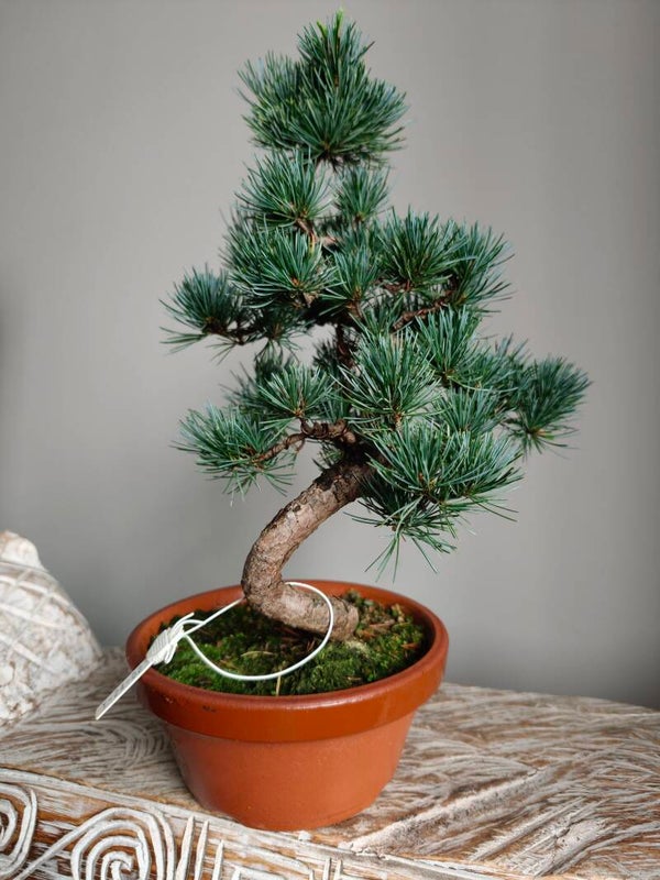 Pinus Parviflora Bonsai 35cm