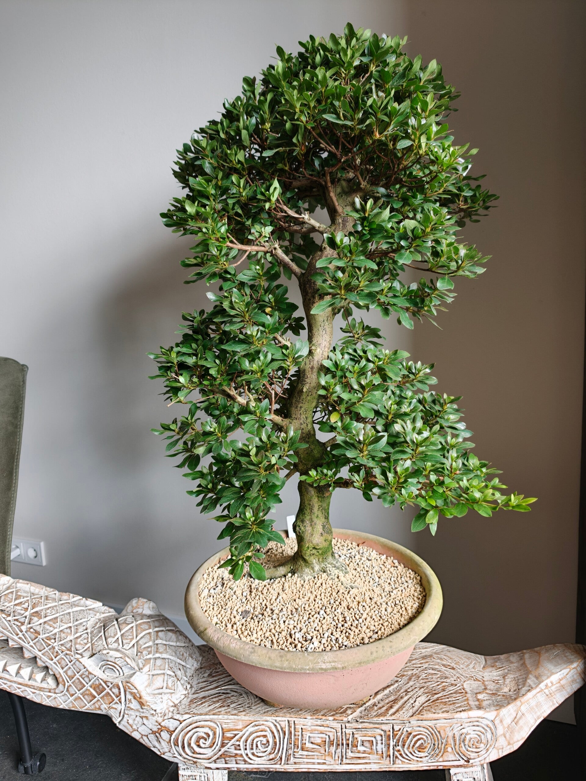 Satsuki Azalea Sansui Bonsai 90cm