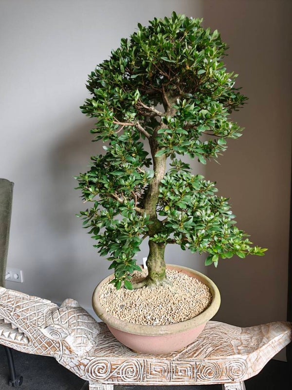 Satsuki Azalea Sansui Bonsai 90cm