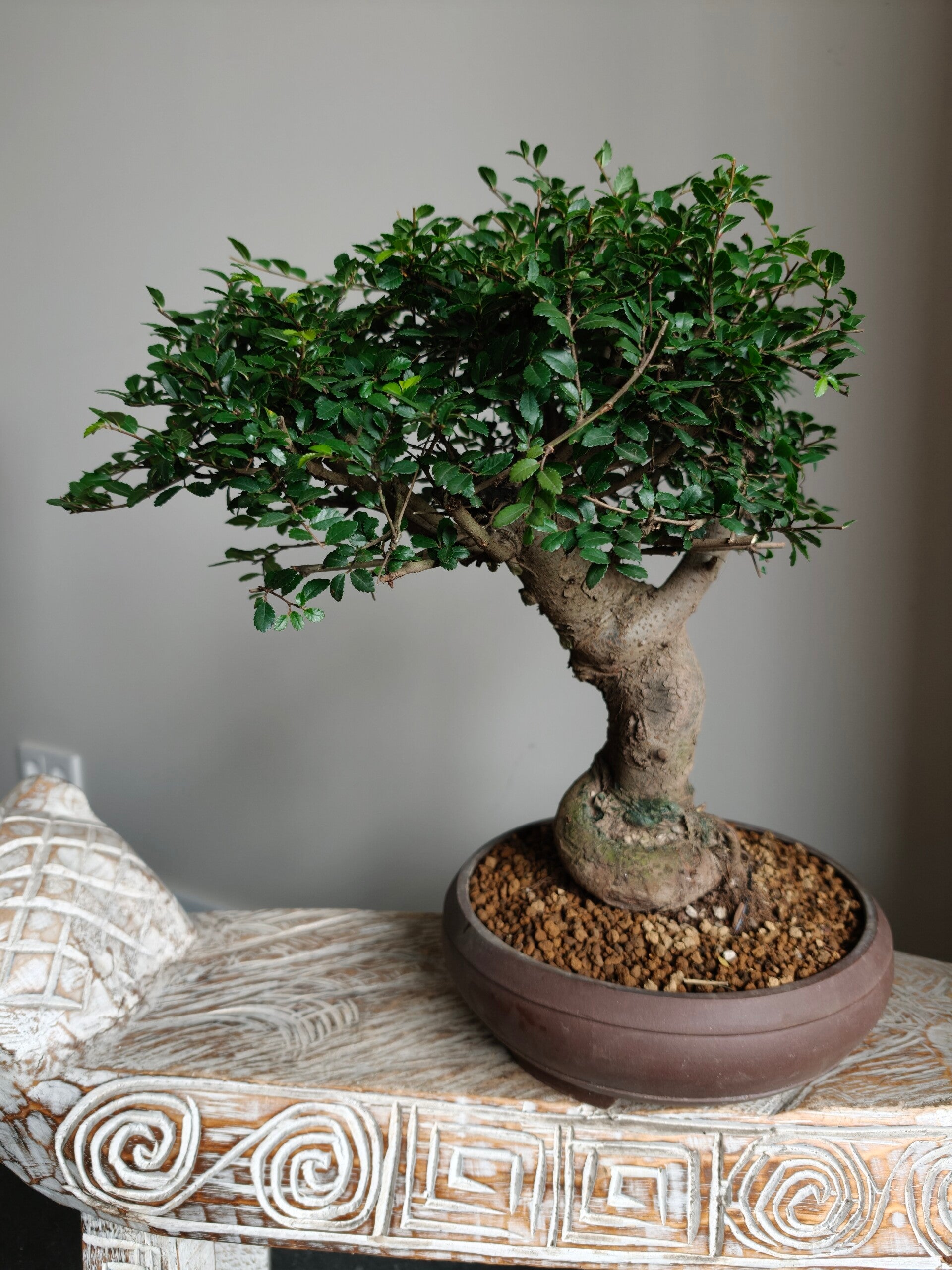 Ulmus Parviflora Bonsai