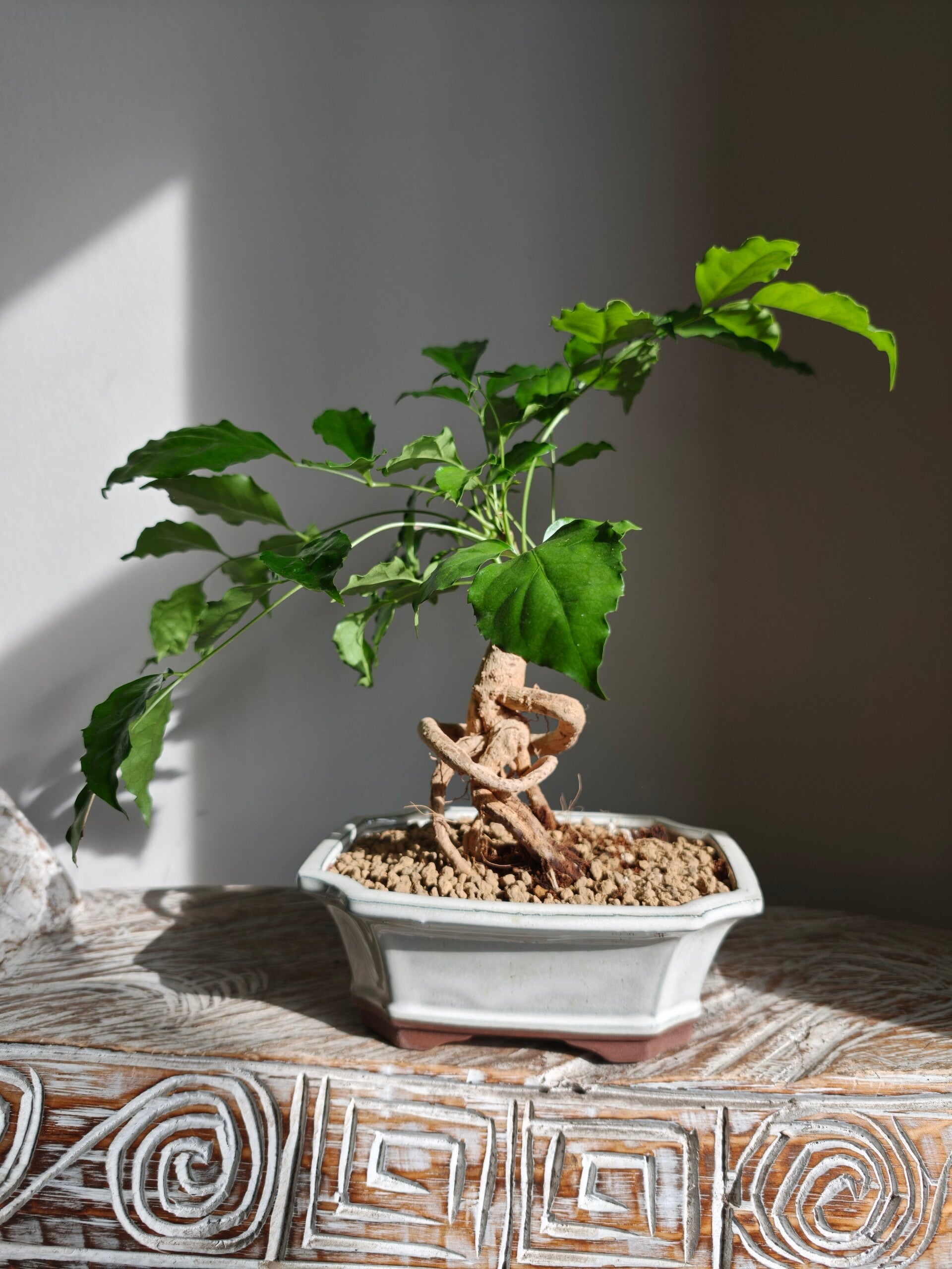 Radermachera Bonsai
