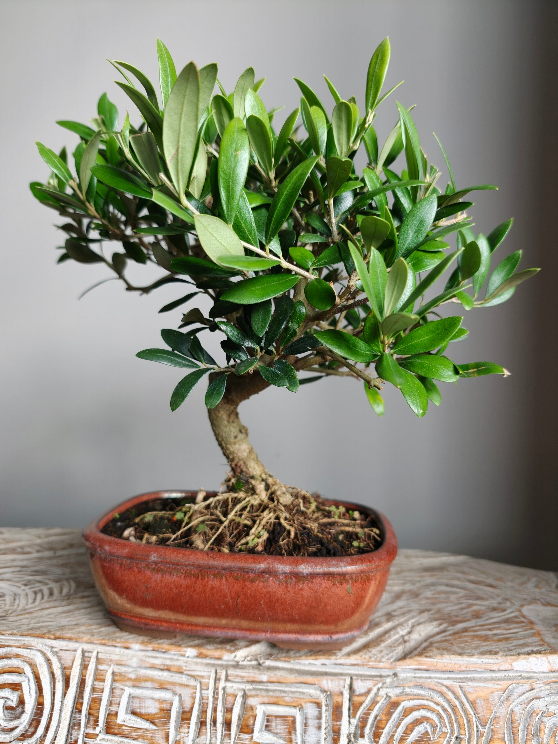 Olea Europaea 'Olijf' Bonsai