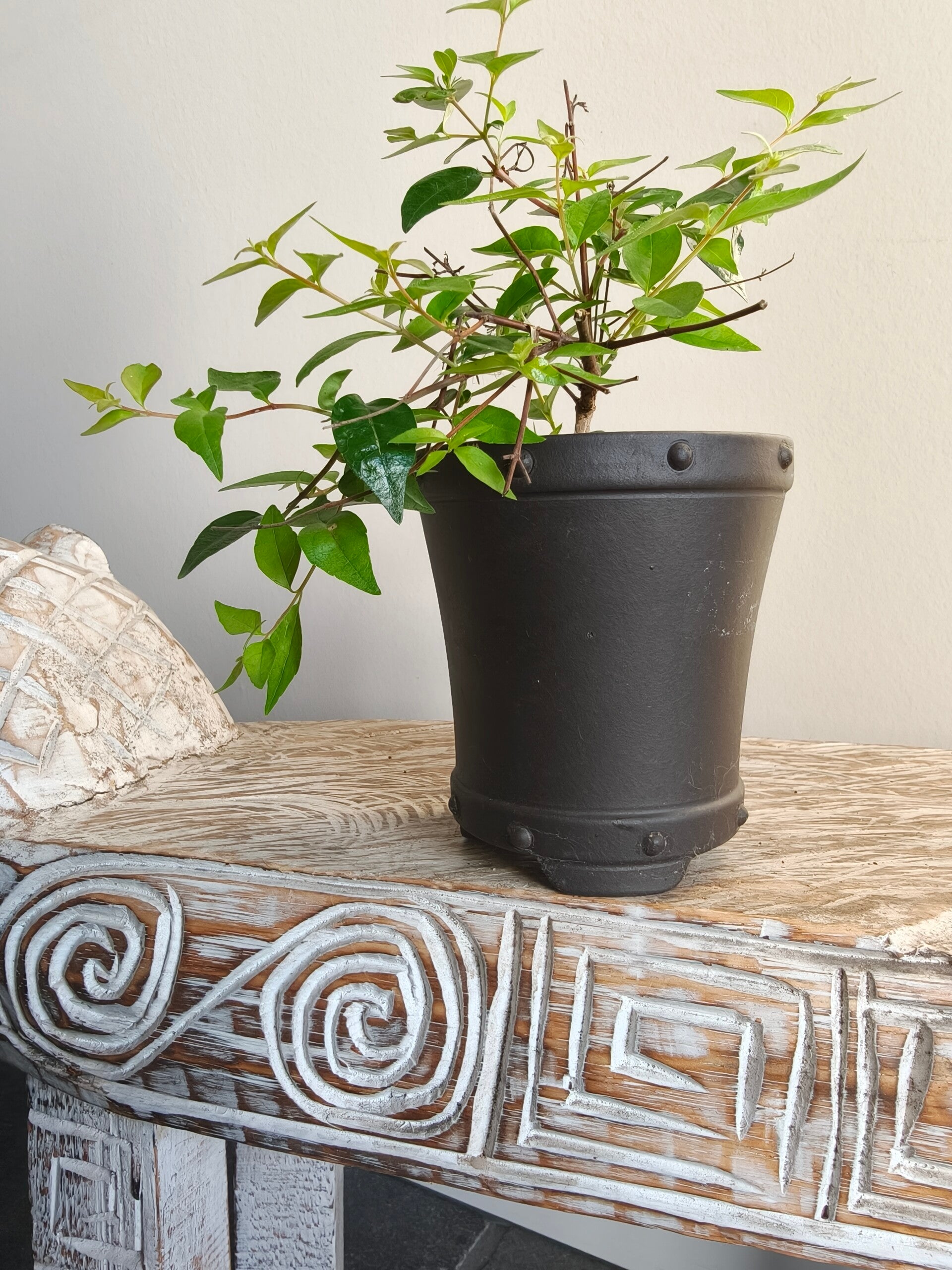 Abelia Edward Goucher bonsai