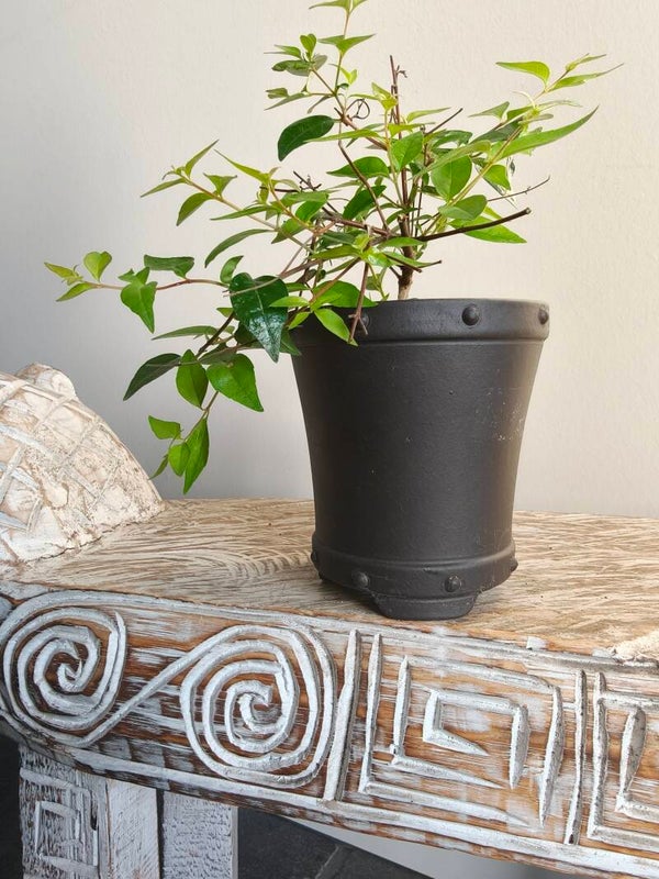 Abelia Edward Goucher bonsai