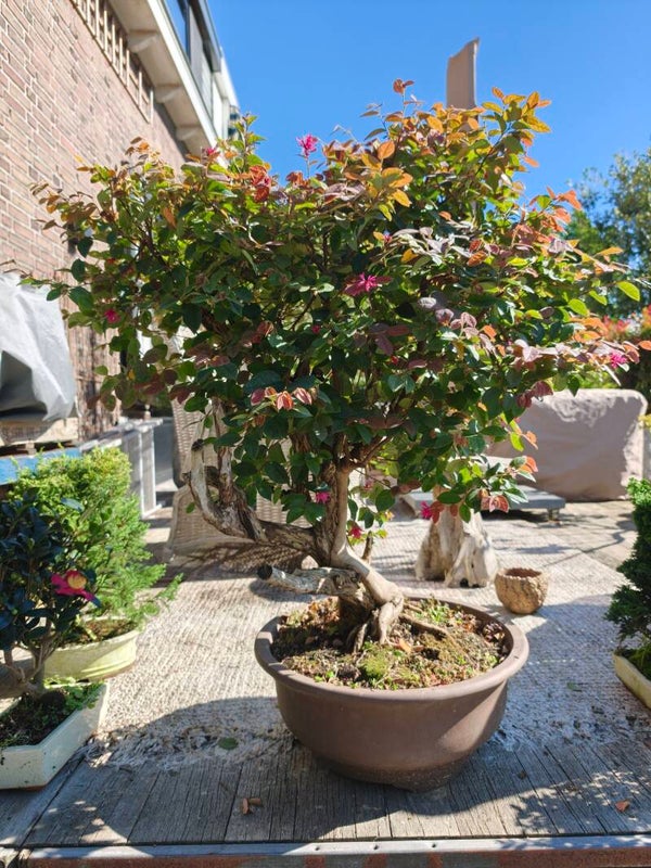 Loropetalum Bonsai