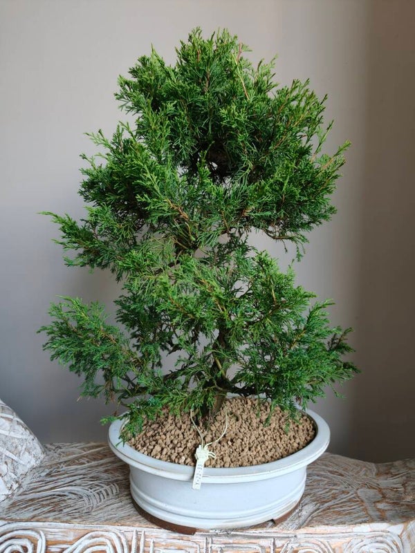 Juniperus Chinensis Itoigawa Bonsai 53cm