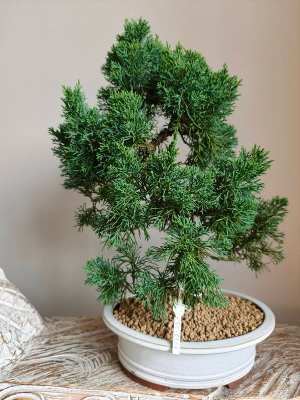 Juniperus Chinensis Kyushu Bonsai 40cm
