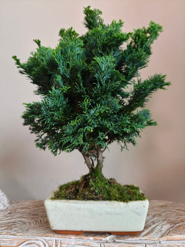 Chamaecyparis Bonsai