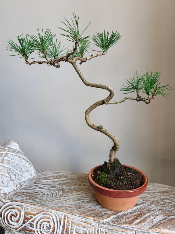 Pinus Sylvestris Bonsai