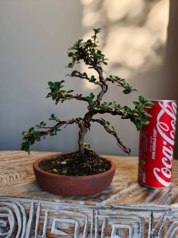 Cotoneaster Bonsai