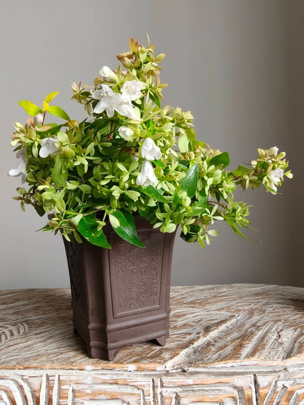 Abelia Kleidoscope bonsai