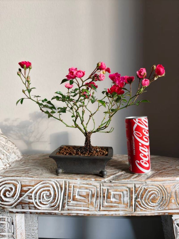 Rosa Kordes Bonsai