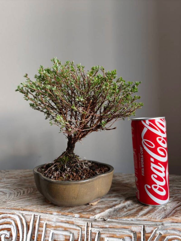 Shrubby Cinquefoil Potentilla Fruticosa 'Goldkissen' bonsai