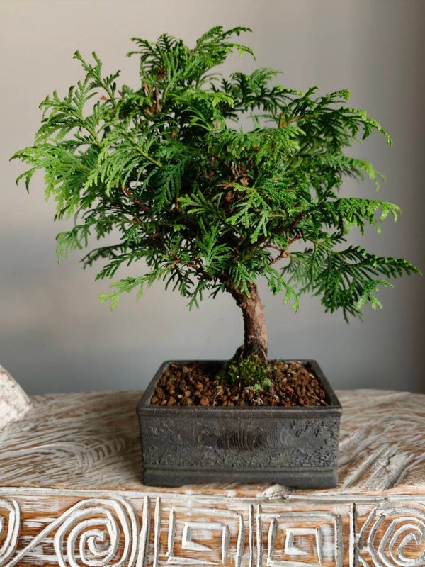 Thuja Occidentalis Bonsai