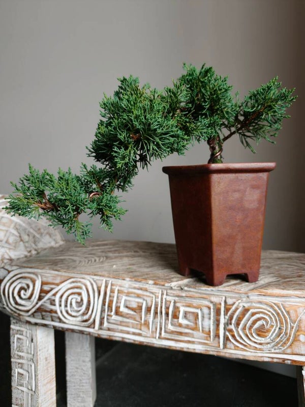 Juniperus Chinensis Kyushu Bonsai