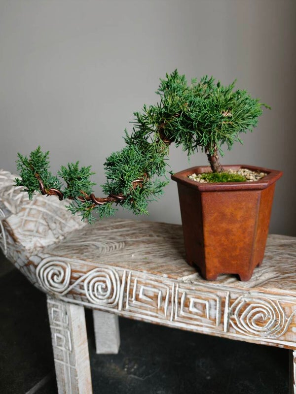 Juniperus Chinensis Kyushu Bonsai