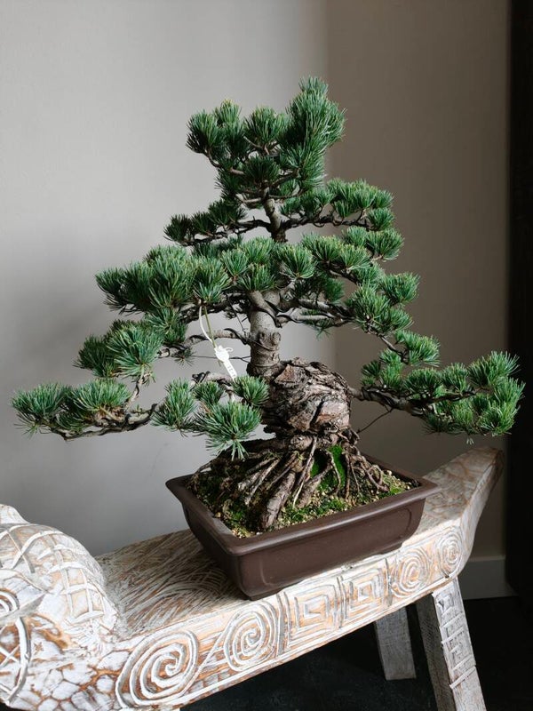 Pinus Parviflora Bonsai