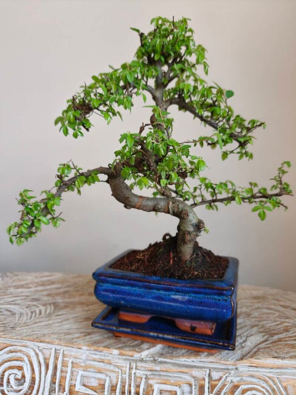 Ulmus Parviflora Bonsai