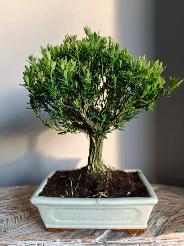 Buxus Harlandii Bonsai
