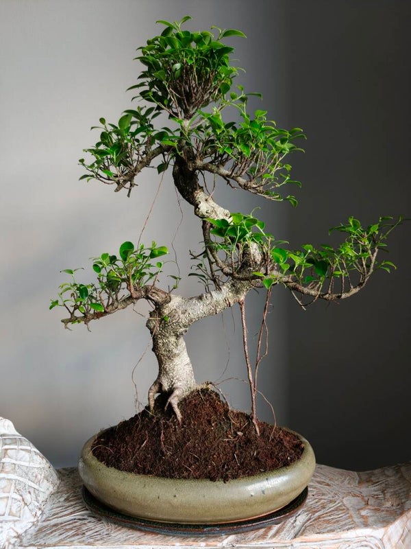 Ficus Retusa Bonsai 65cm