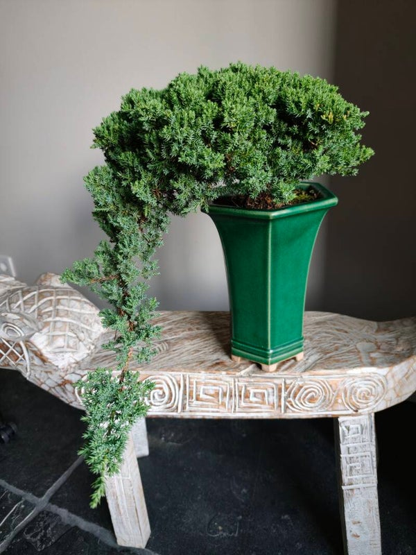 Juniperus Procumbens Cascade Bonsai