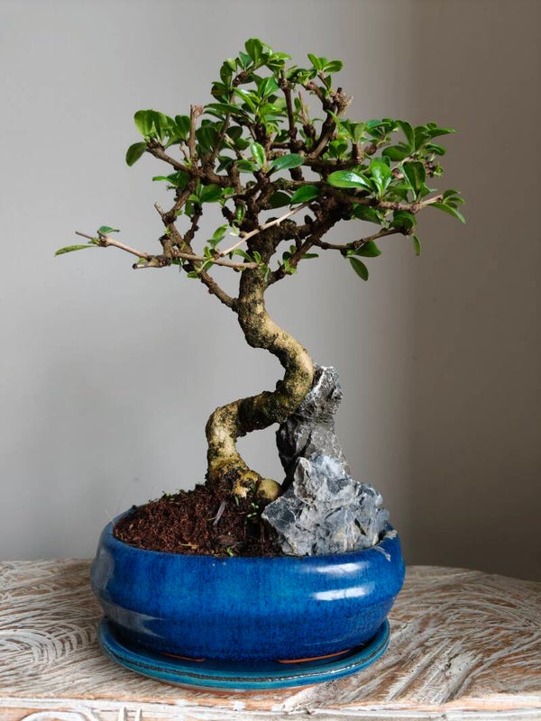 Carmona Landscape Bonsai