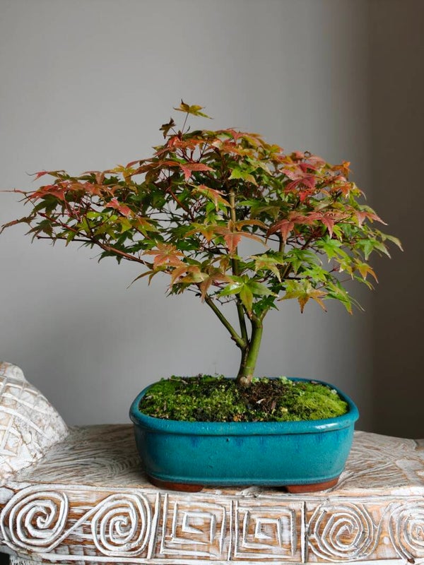 Acer Japanse Esdoorn Bonsai