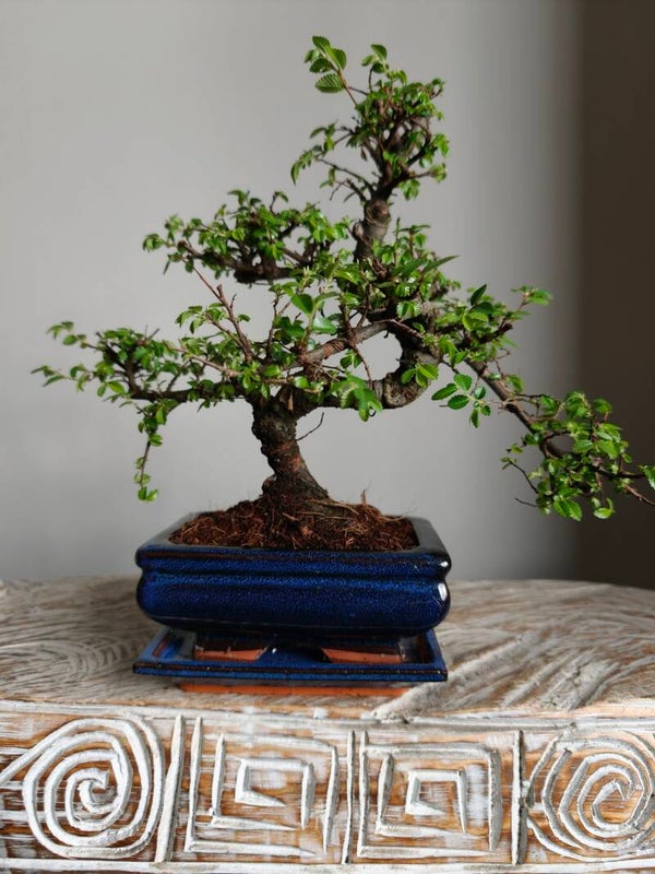 Ulmus Parviflora Bonsai
