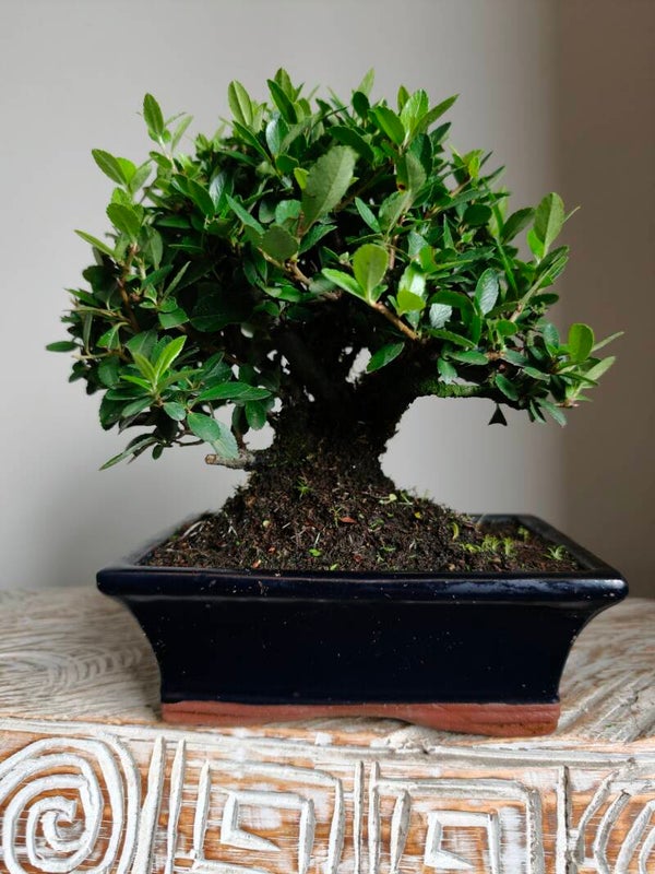 Pyracantha Bonsai
