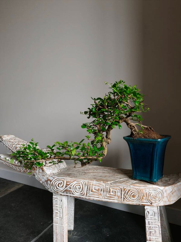 Carmona cascade bonsai