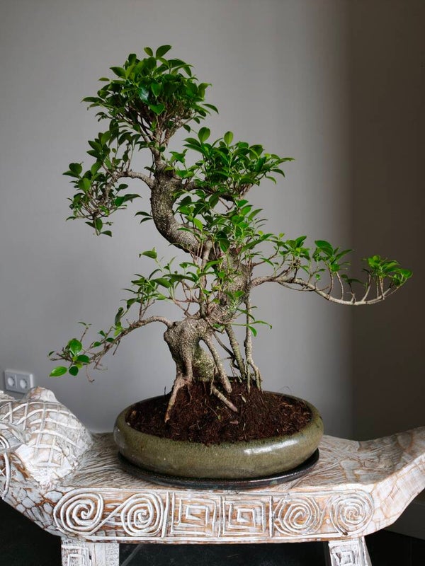 Ficus Retusa Bonsai 57cm
